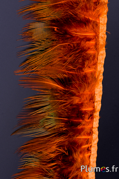 Frange faisan doré - long. plumes 6-8 cm - or aztèque